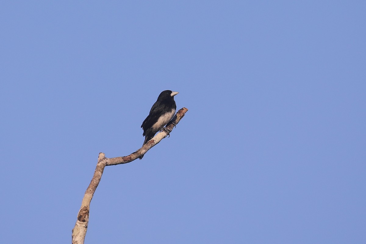 Cone-billed Tanager - ML521254501