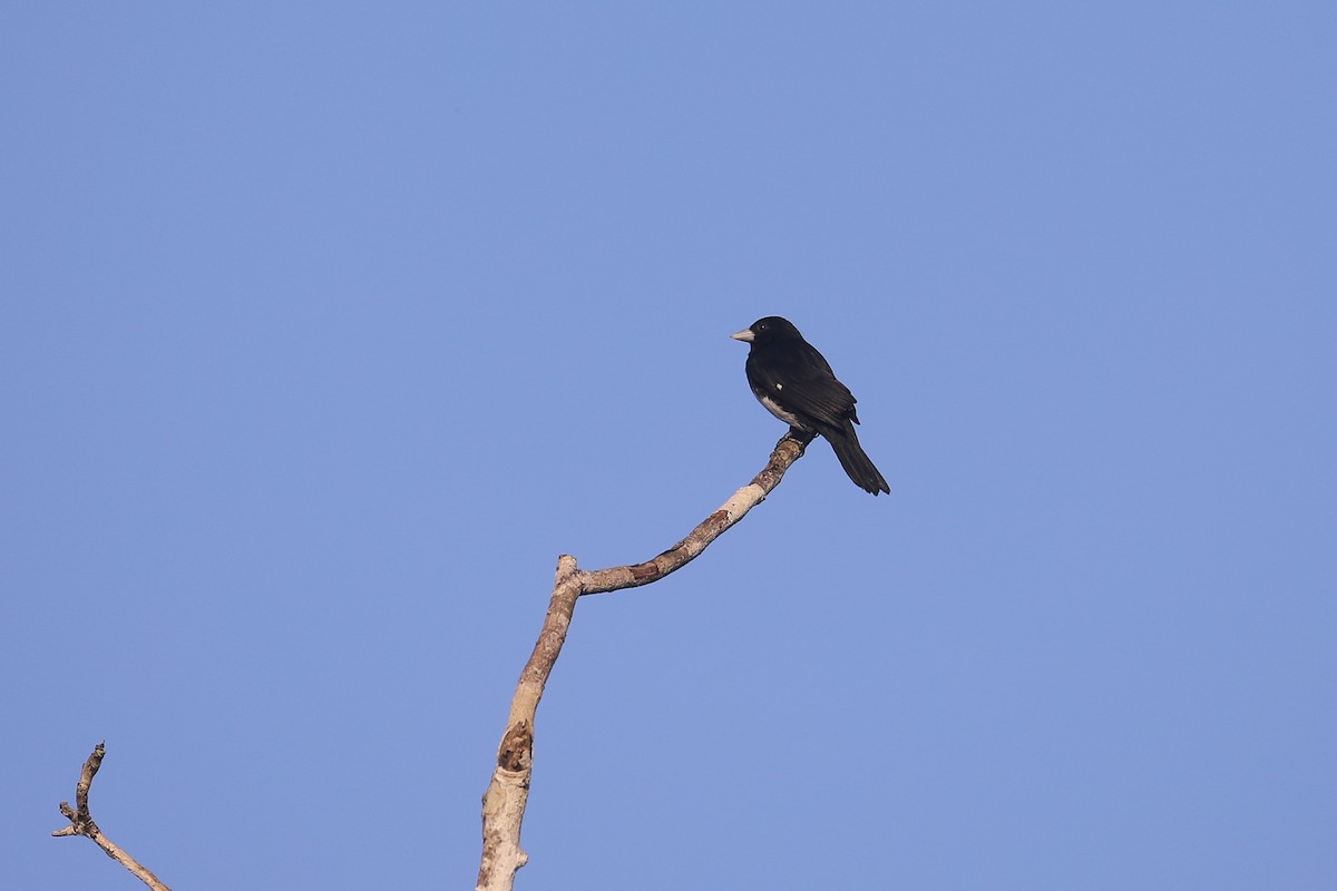 Cone-billed Tanager - ML521254511