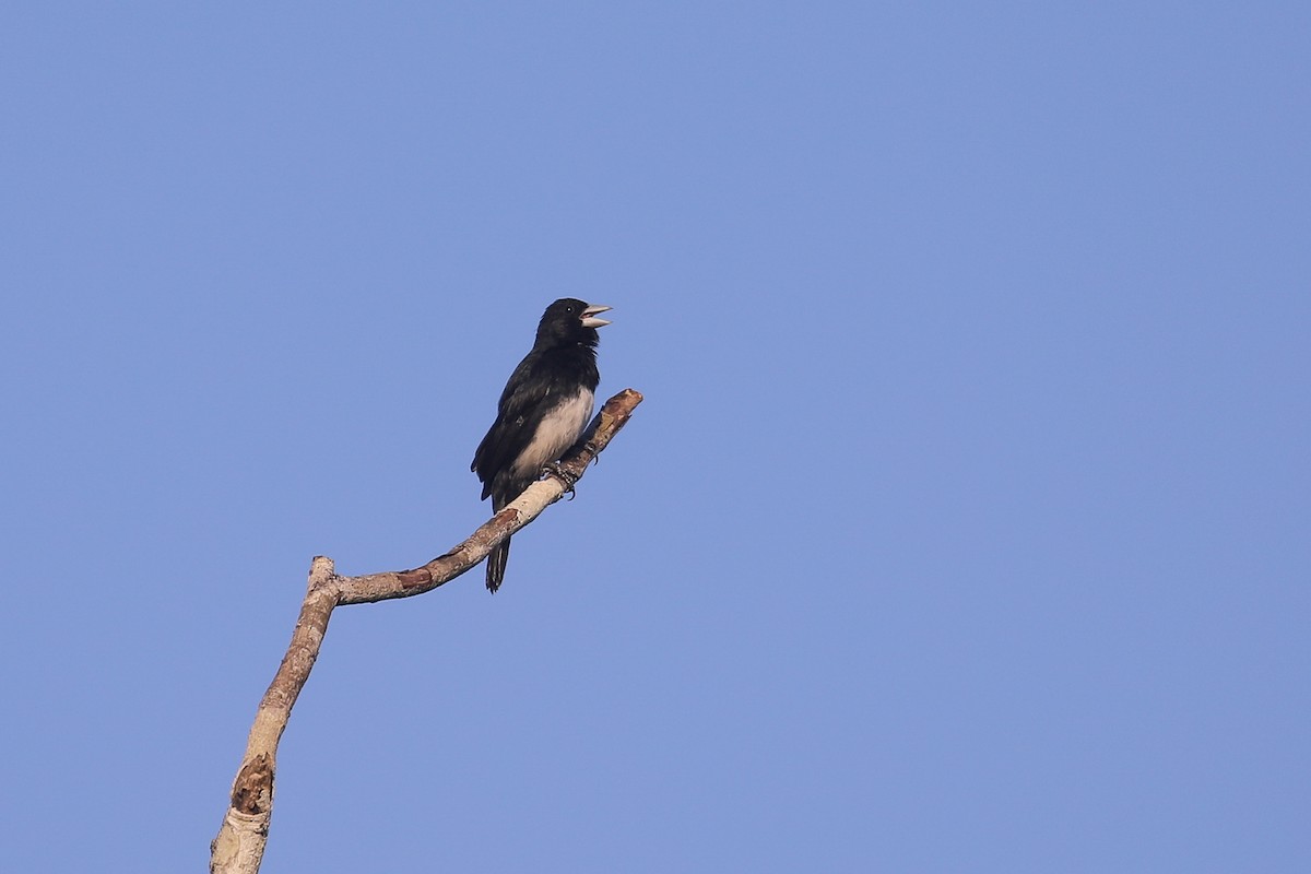 Cone-billed Tanager - ML521254521