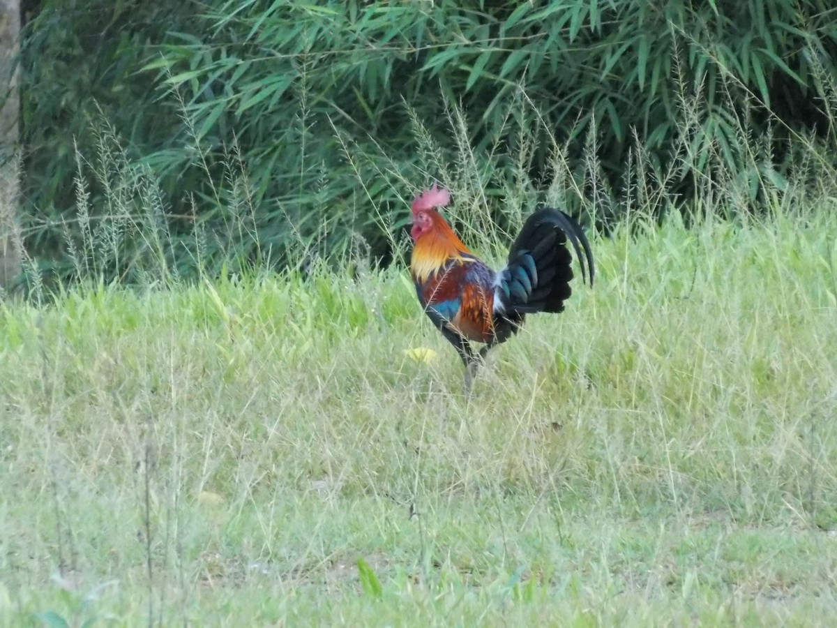 Red Junglefowl - ML521254691