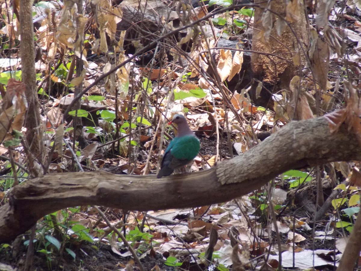 Asian Emerald Dove - ML521254731