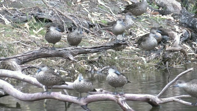 ハイイロコガモ - ML521254801