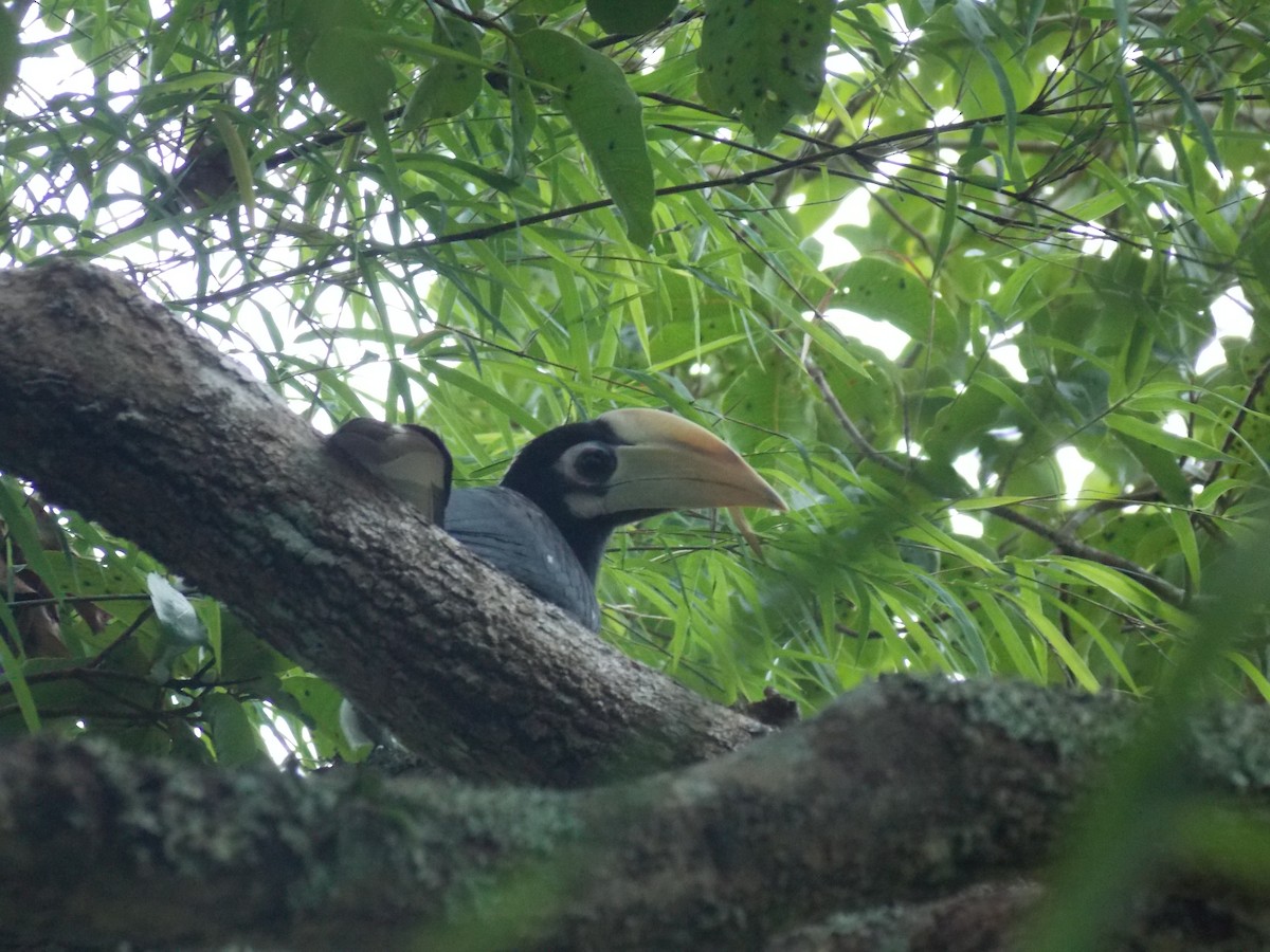 Oriental Pied-Hornbill - ML521254931