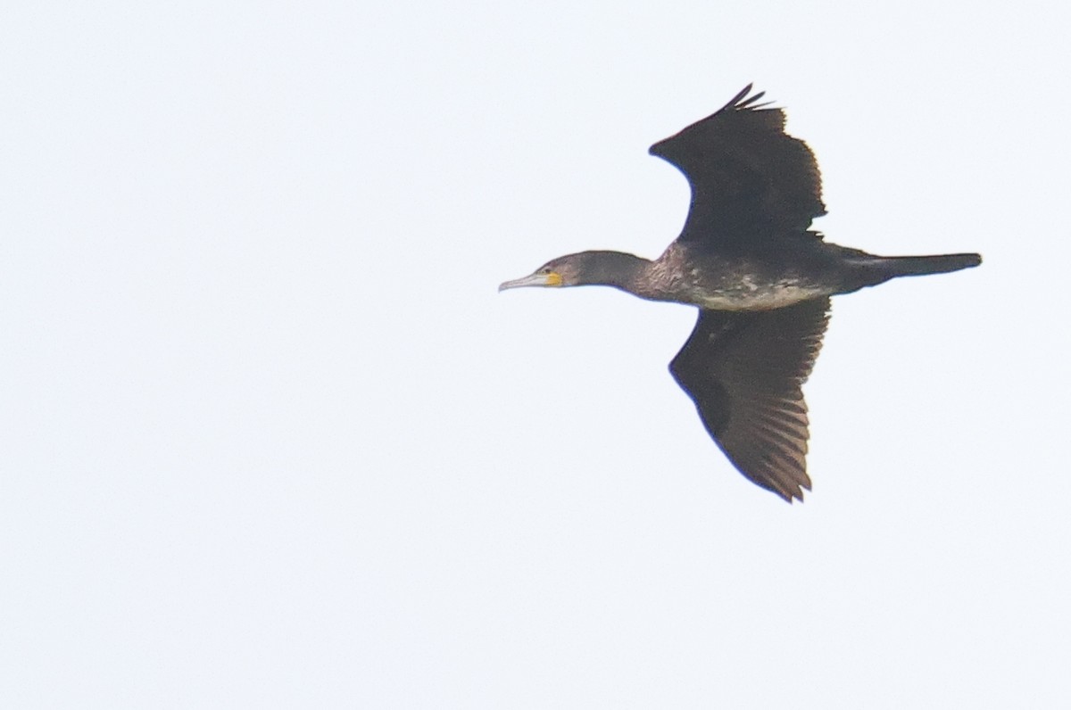 Great Cormorant - Archer Wang