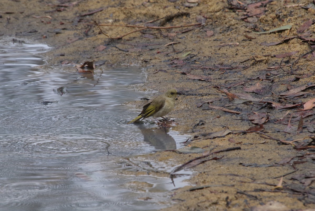 Fuscous Honeyeater - ML521255081