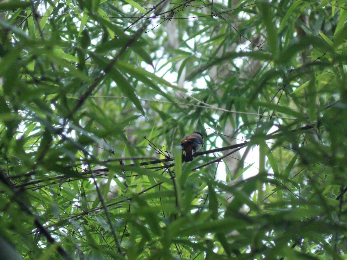 Silver-breasted Broadbill - Chanayut Wongsuwat