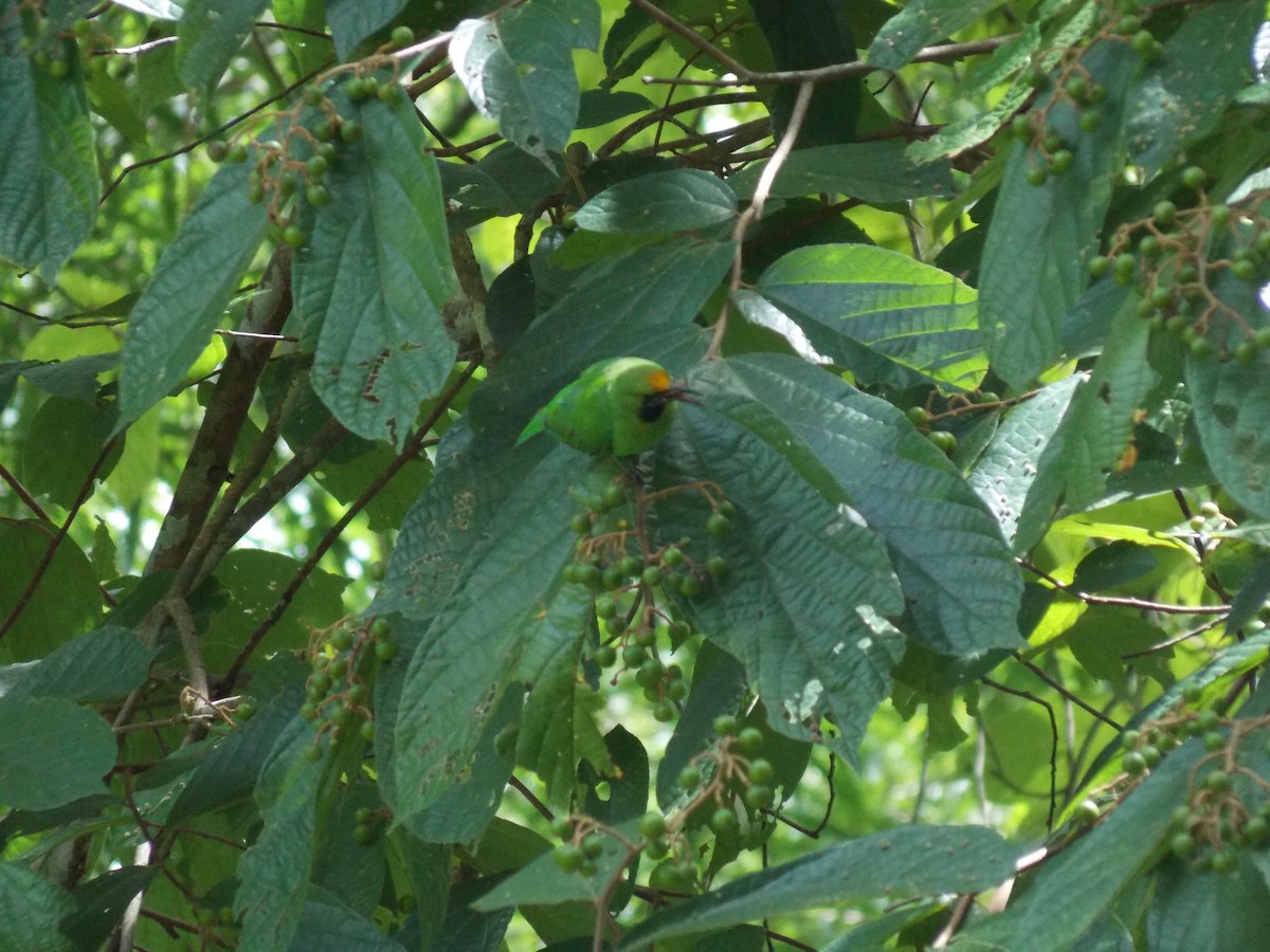 Golden-fronted Leafbird - ML521255961