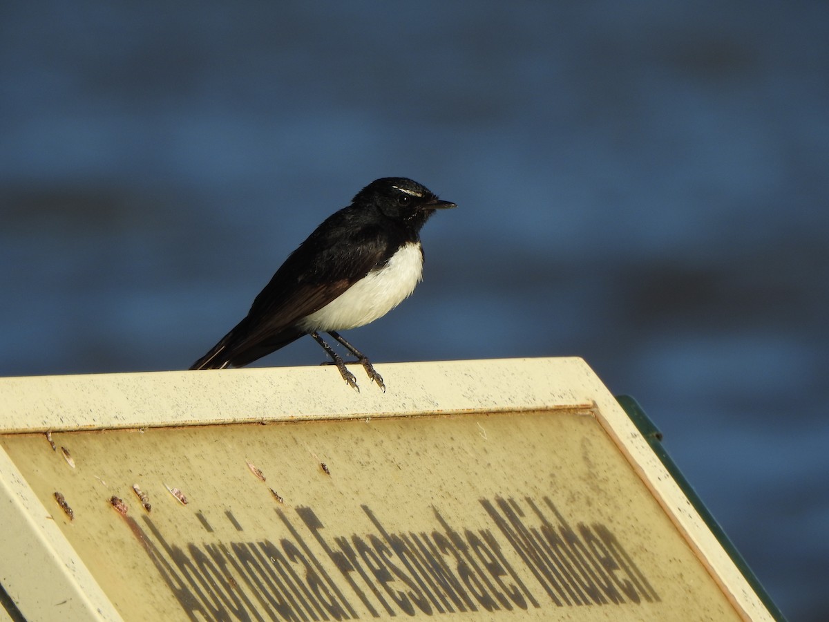 Willie-wagtail - ML521257251