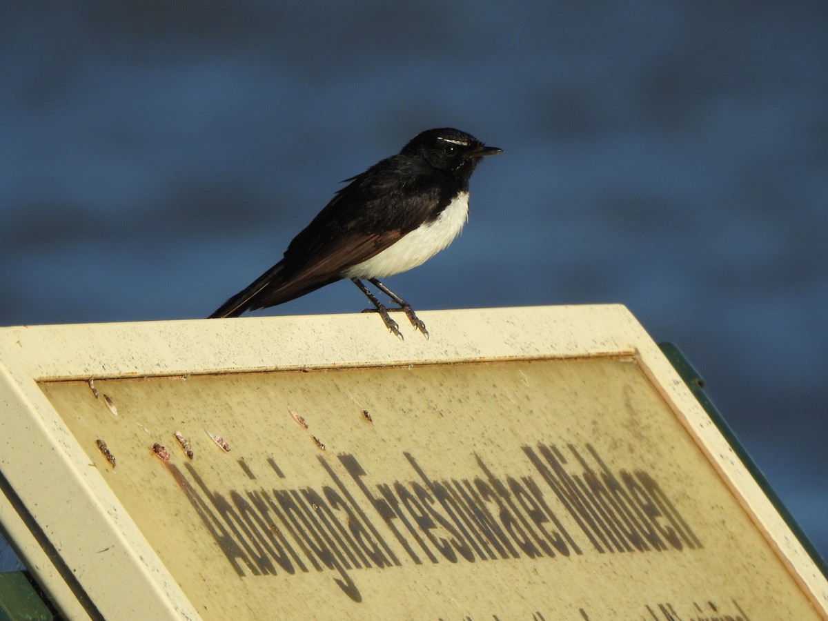 Willie-wagtail - ML521257261