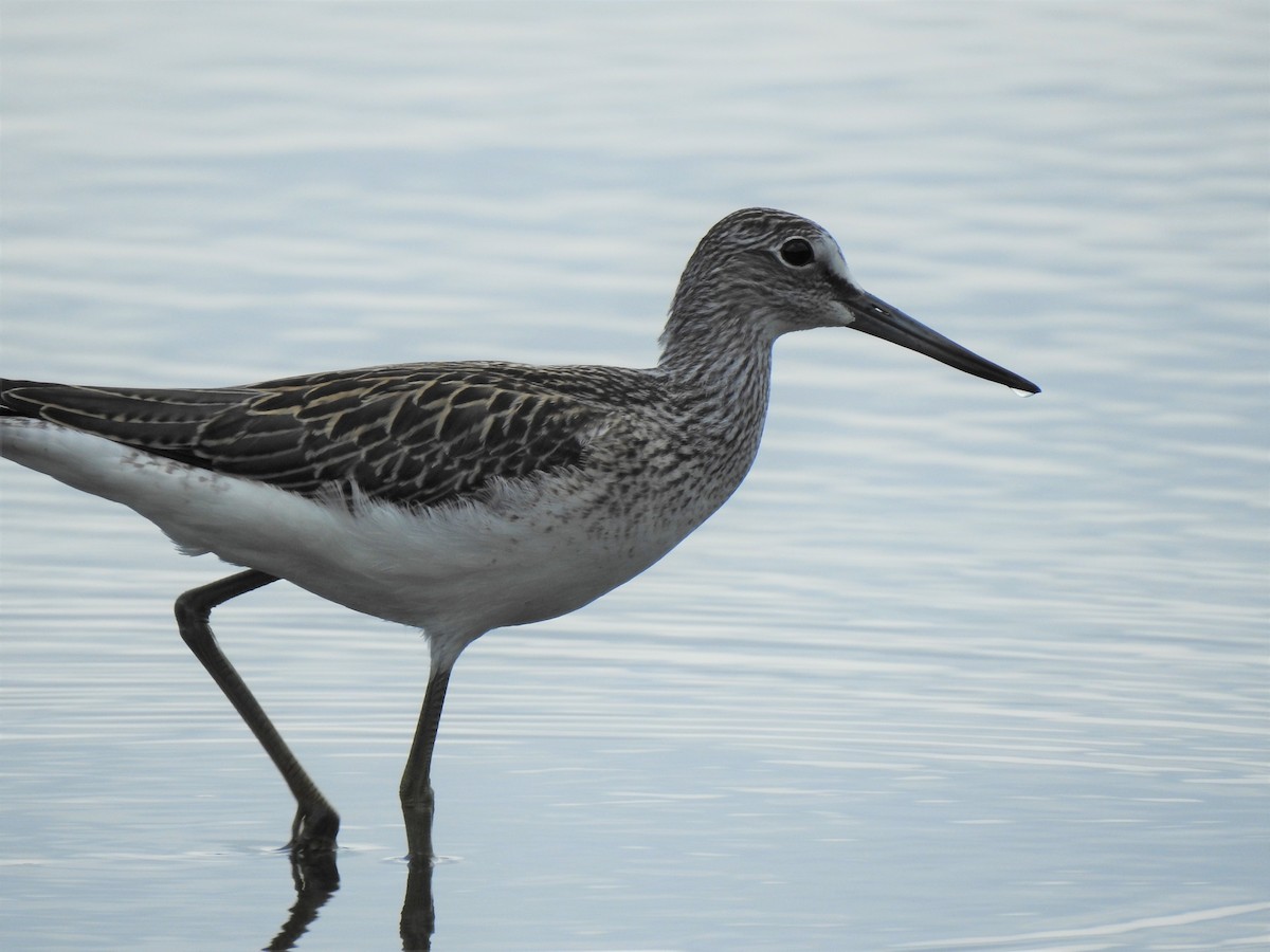 Common Greenshank - ML521257871