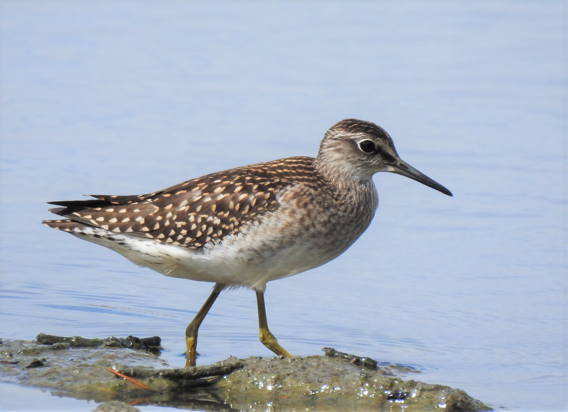 Wood Sandpiper - ML521258301