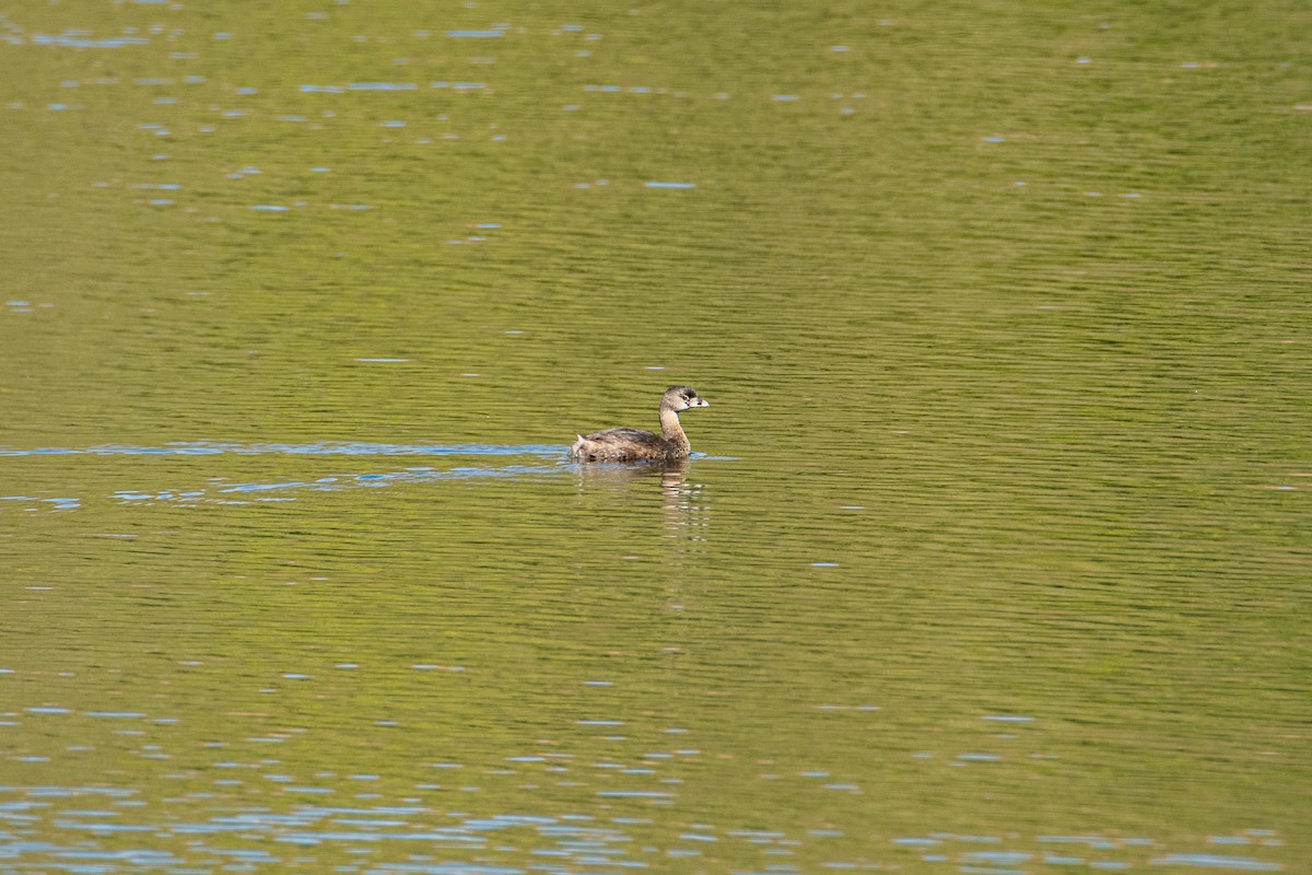 Pied-billed Grebe - ML521258411