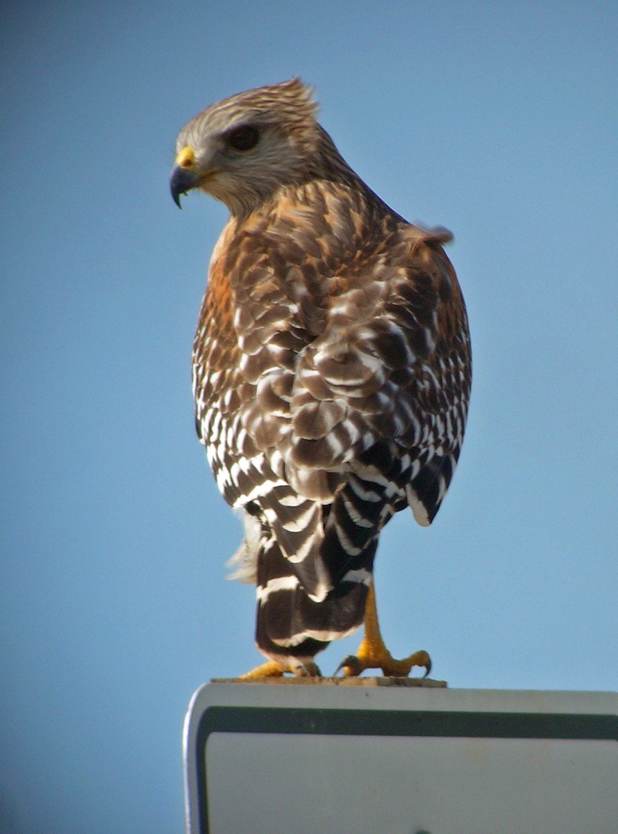 Red-shouldered Hawk (extimus) - ML521258431
