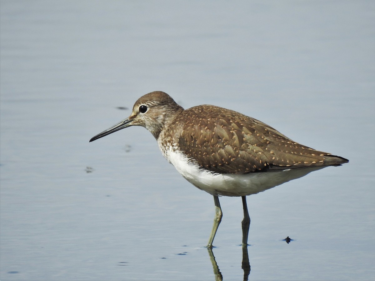 Green Sandpiper - ML521258461