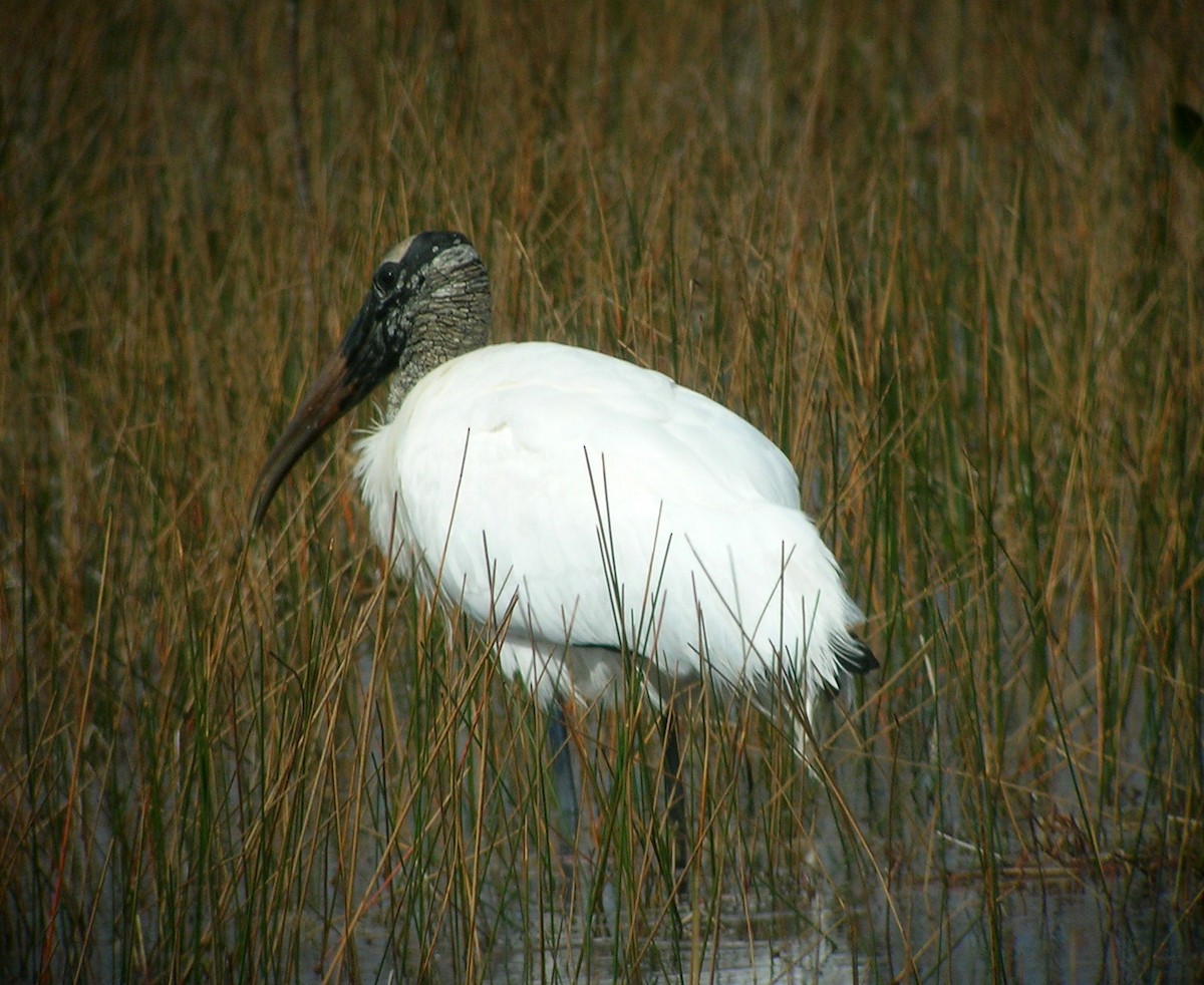 Wood Stork - ML521258481