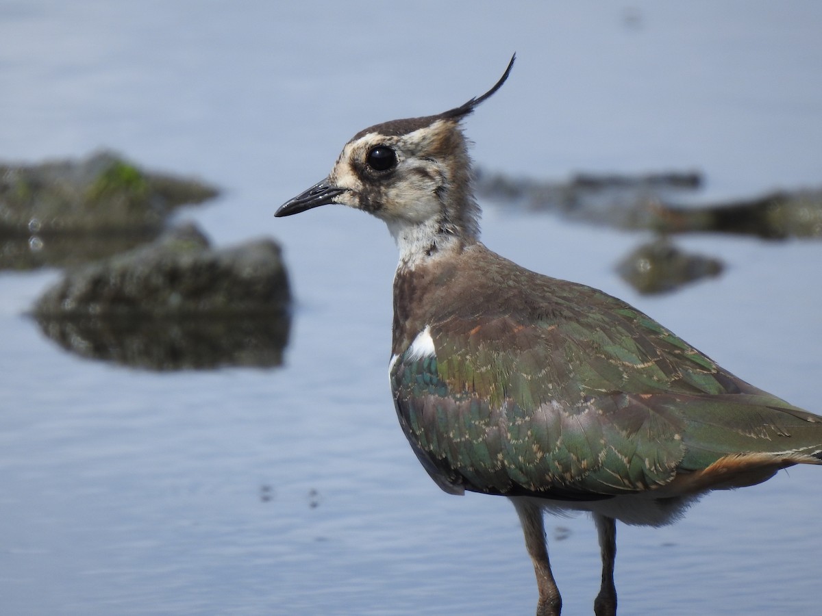 Northern Lapwing - ML521258551