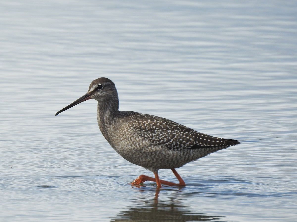 Spotted Redshank - ML521258631