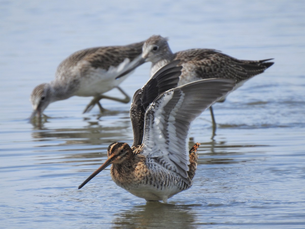 Common Snipe - ML521258821