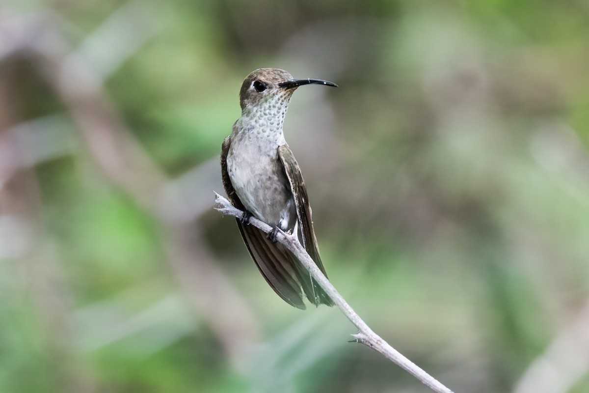 Spot-throated Hummingbird - ML521260621