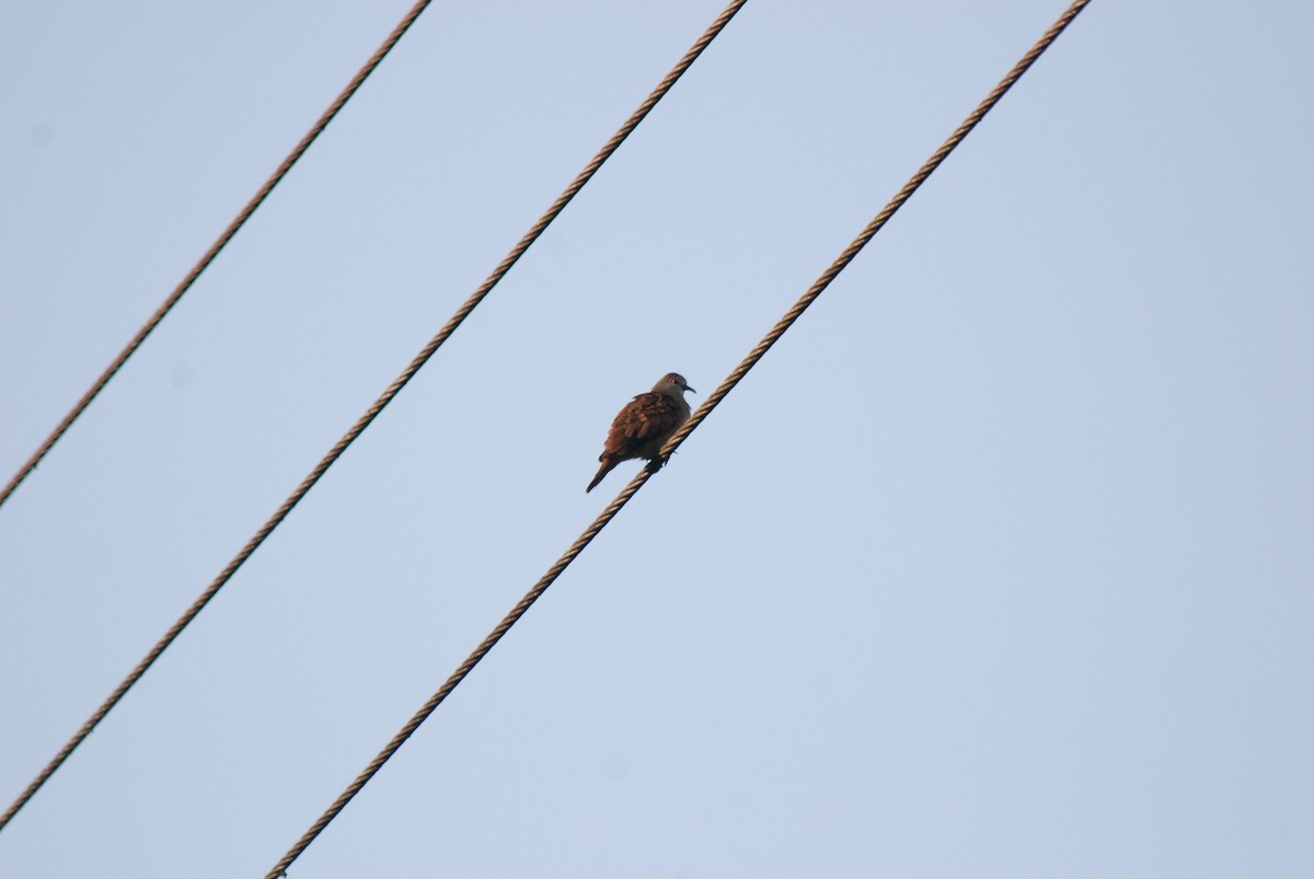 Ruddy Ground Dove - ML52126171