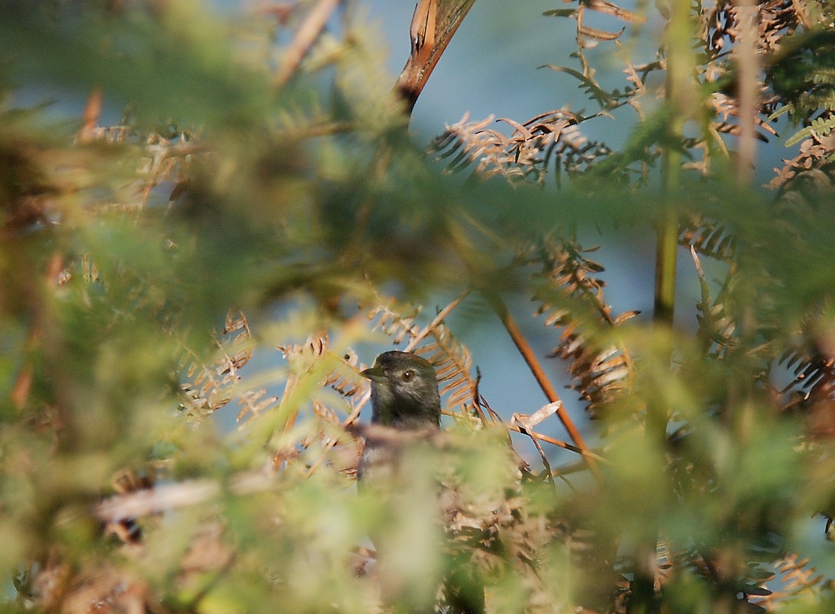 Slaty Spinetail - ML52126301