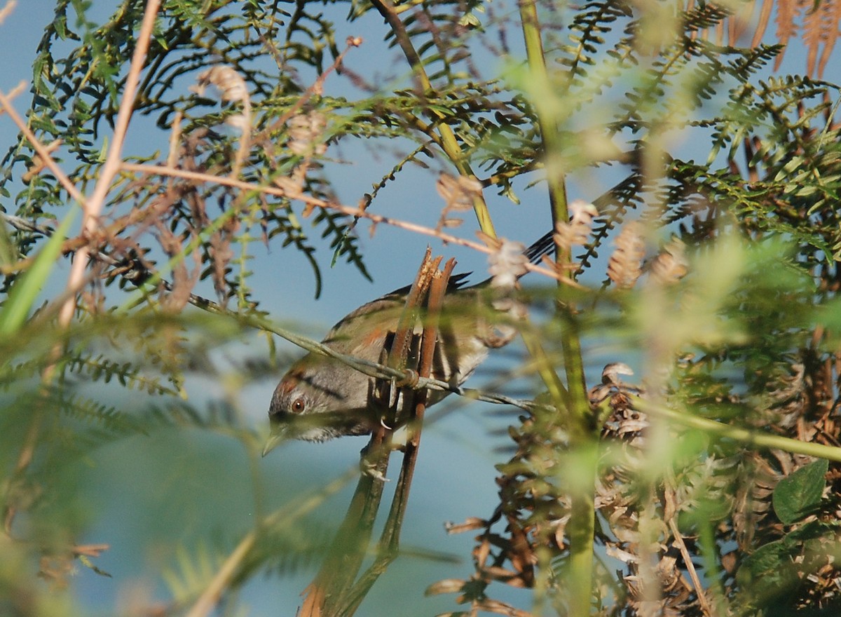 Slaty Spinetail - ML52126311