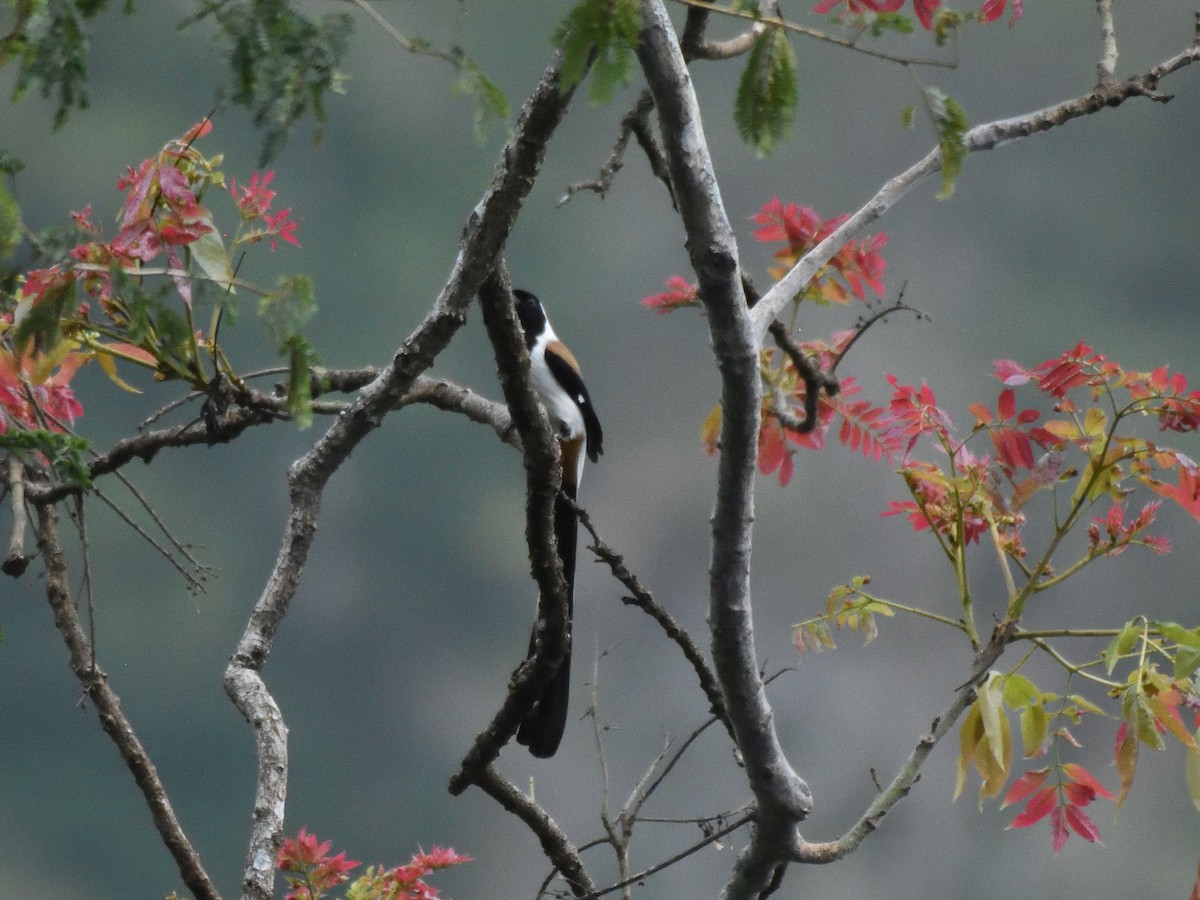 White-bellied Treepie - ML521263961