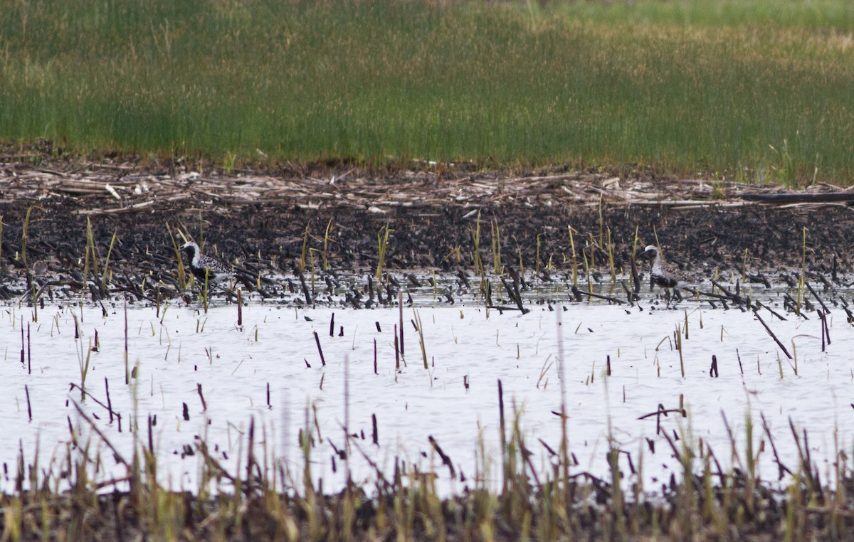 Black-bellied Plover - ML52126491