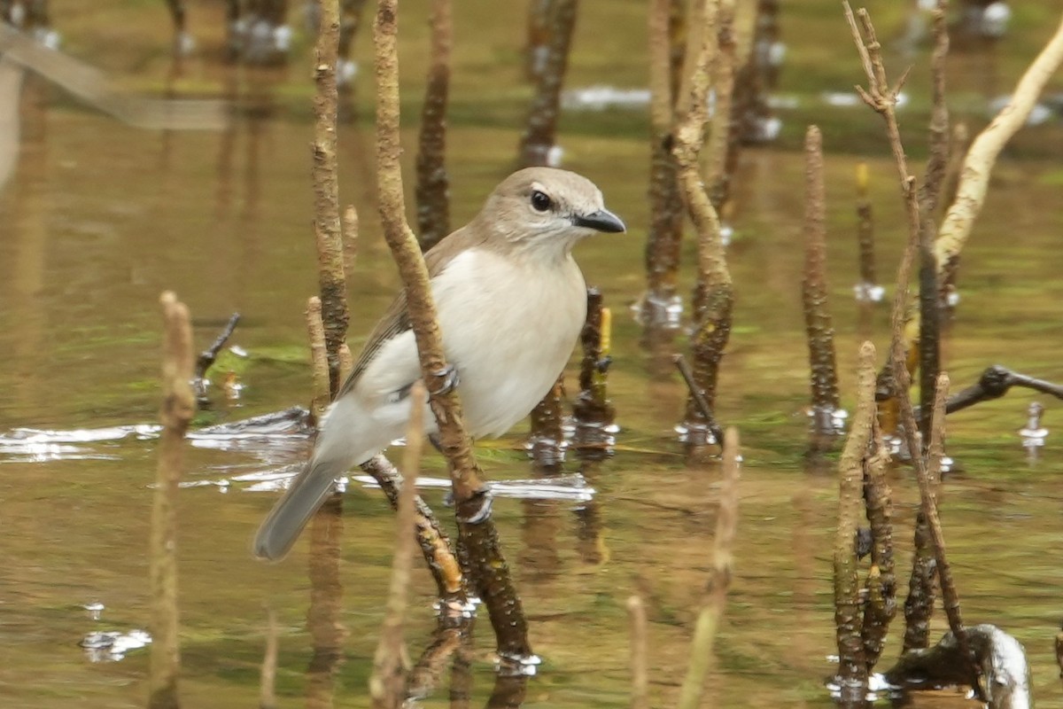 Gray Whistler - ML521265501