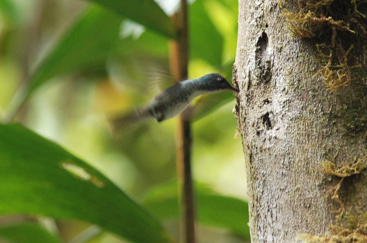 kolibřík andský - ML52126651