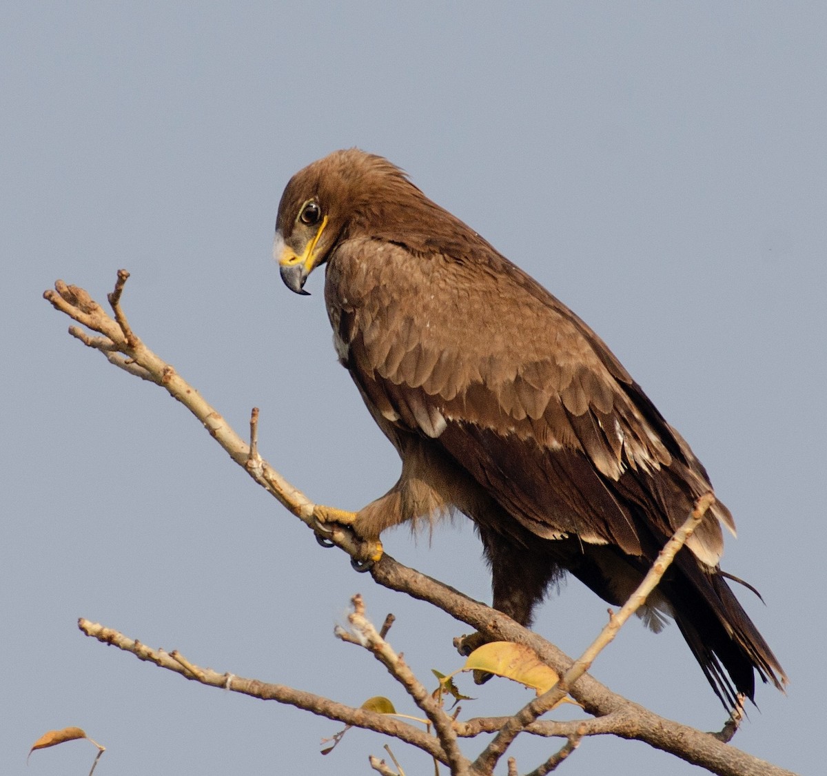 Steppe Eagle - ML521268261