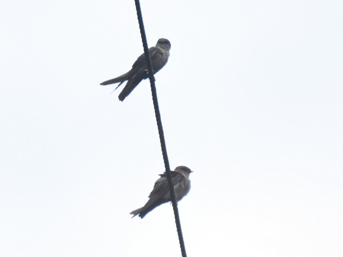 swallow sp. - Usha Viswanathan