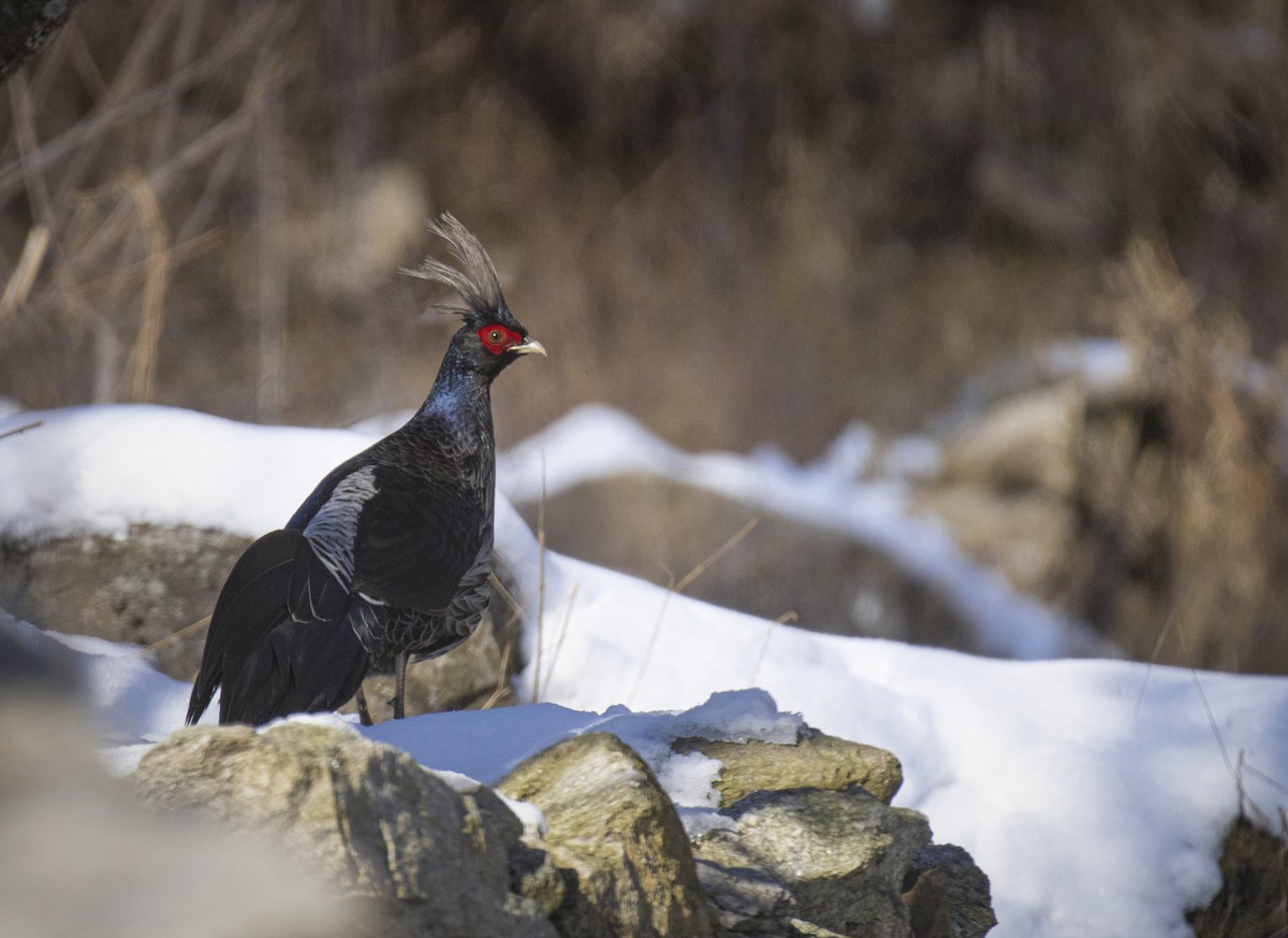 Kalij Pheasant - ML521271561