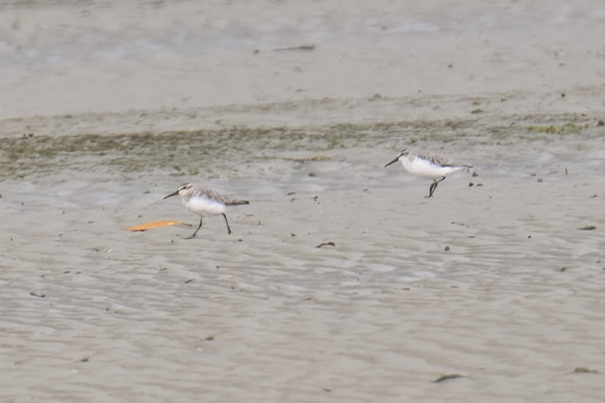 Сянби элсэг - ML521271731