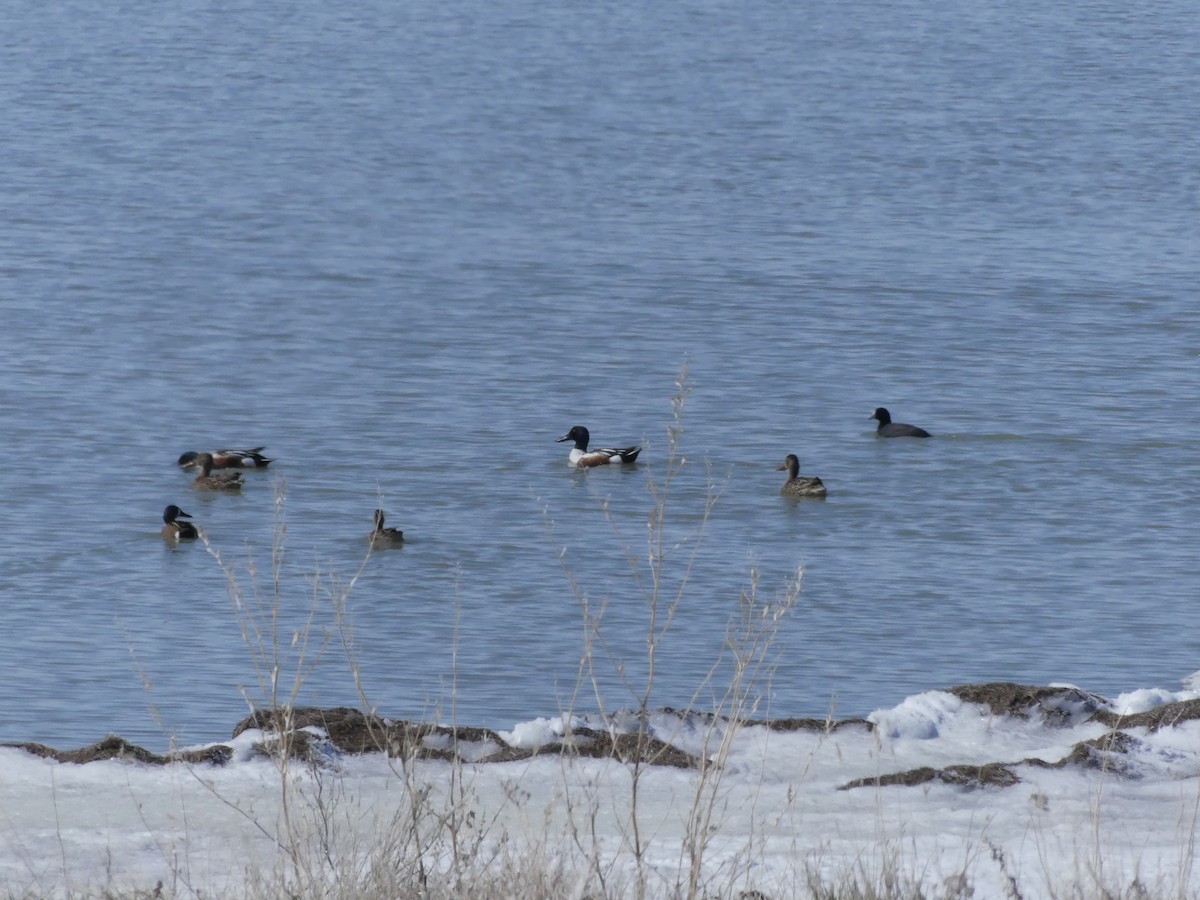 Northern Shoveler - ML521273161