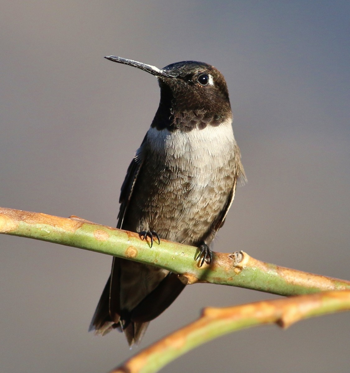 Black-chinned Hummingbird - ML52127471
