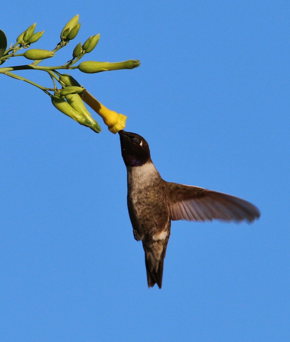 Black-chinned Hummingbird - Tom Benson