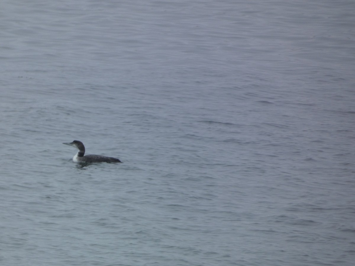 Red-throated Loon - ML521276101