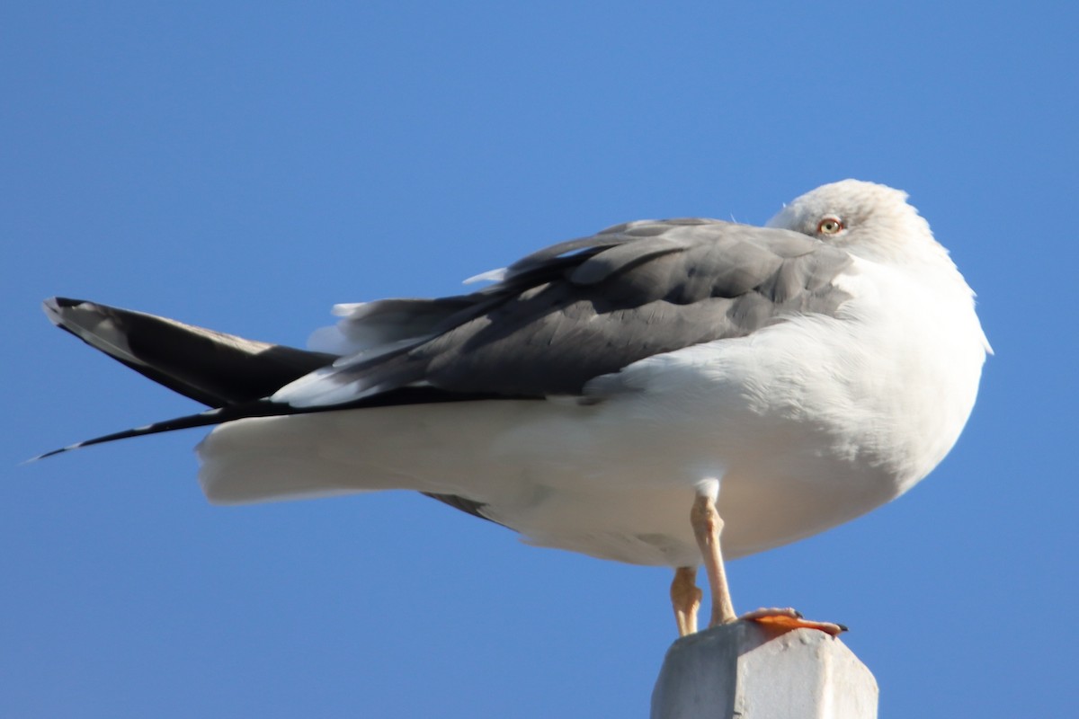 Lesser Black-backed Gull - ML521276231