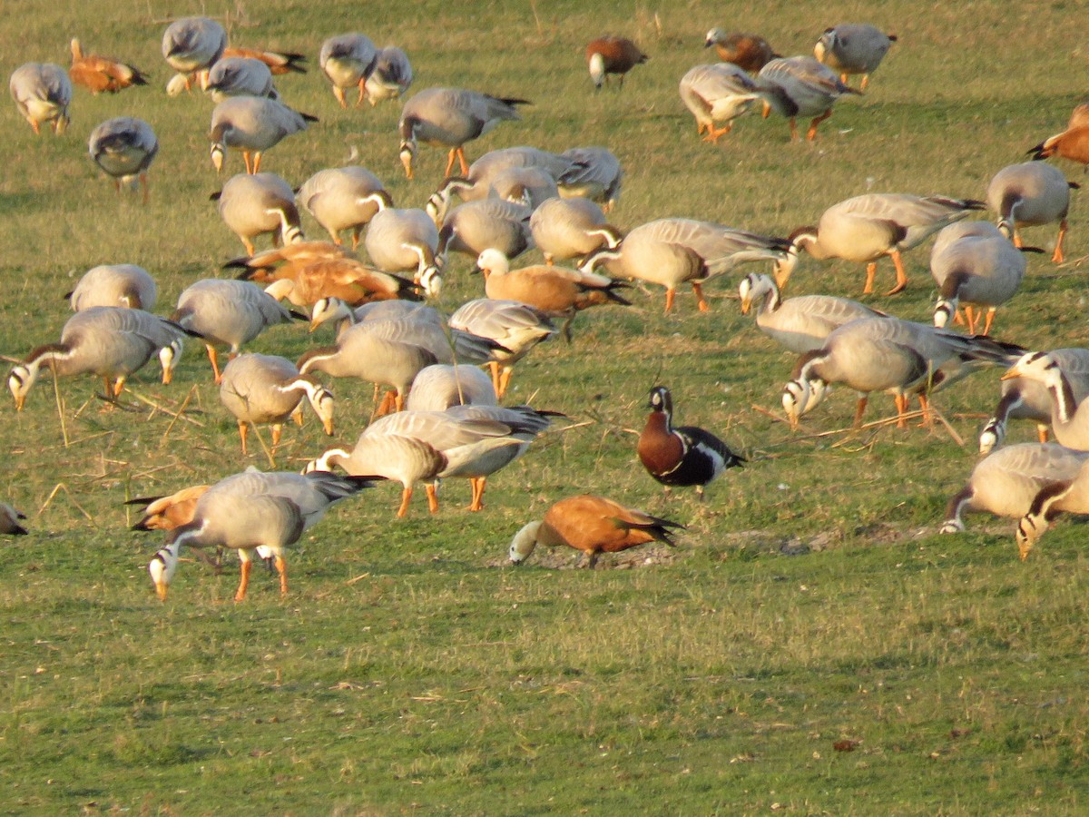 Red-breasted Goose - Kumar R N