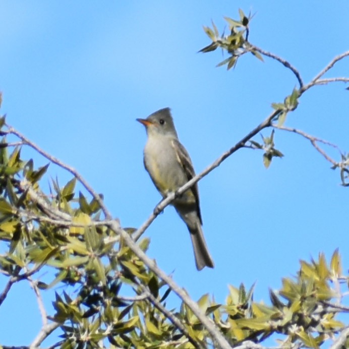 Greater Pewee - ML521277511
