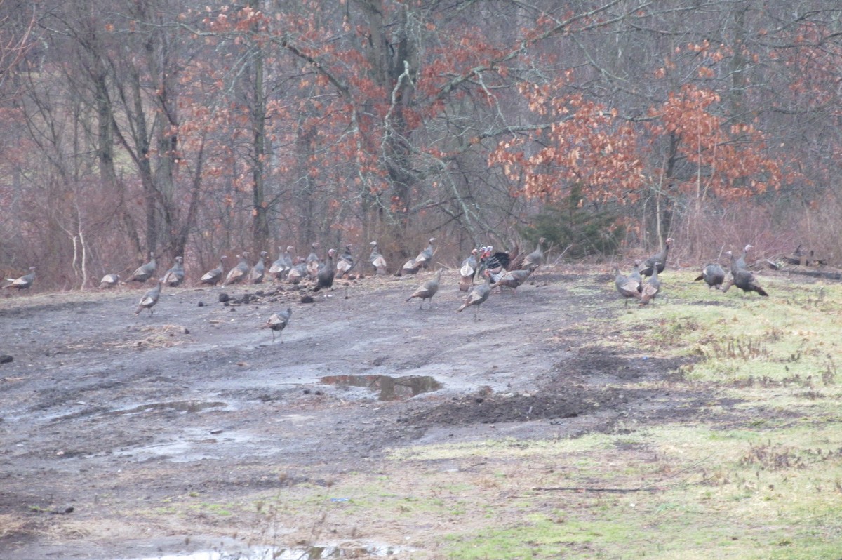 Wild Turkey - Duncan Woolston