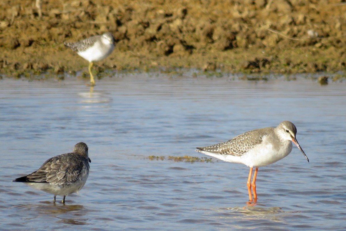 Spotted Redshank - ML521278151