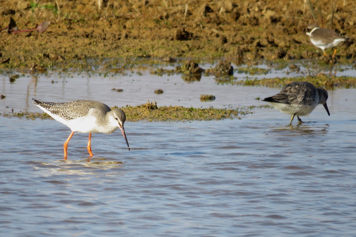 Spotted Redshank - ML521278171