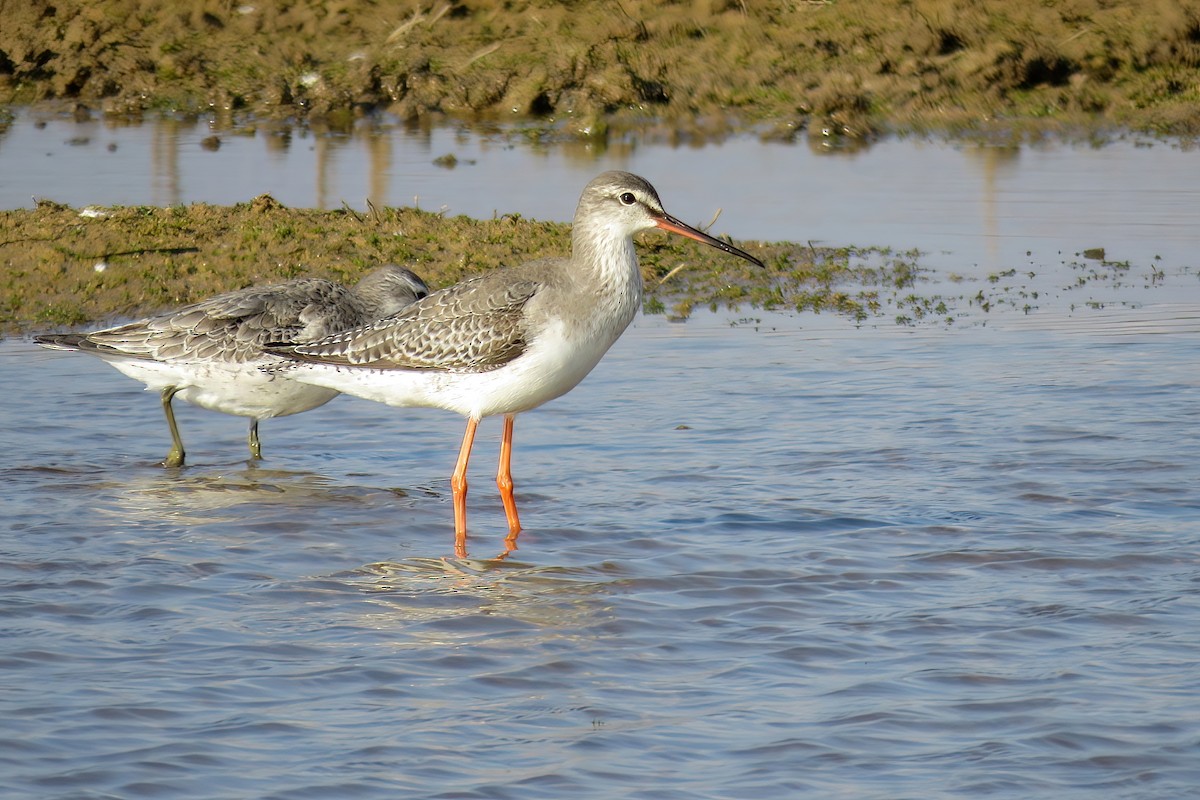 Spotted Redshank - ML521278181