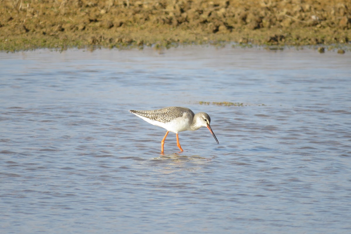 Spotted Redshank - ML521278191