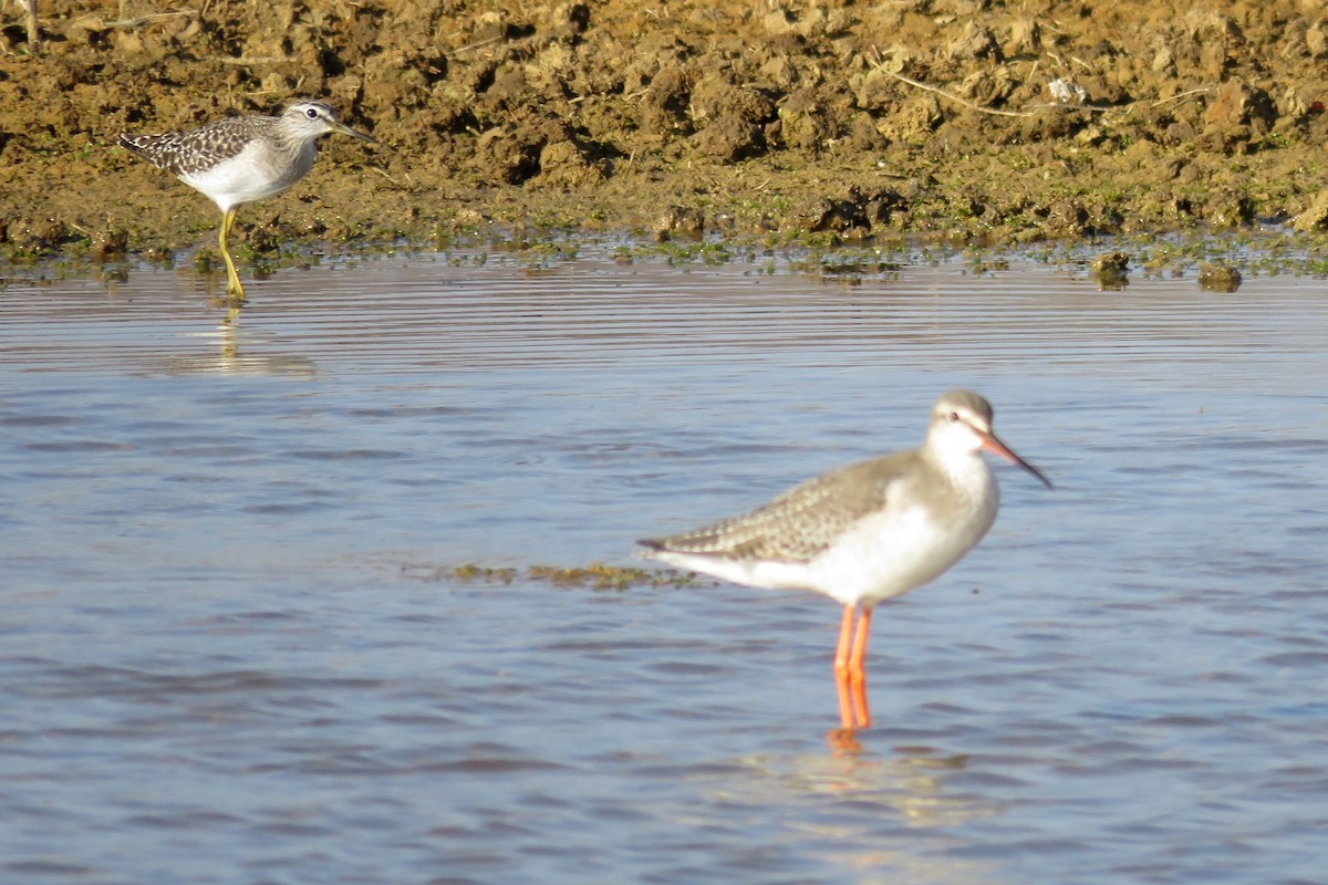 Wood Sandpiper - ML521278241