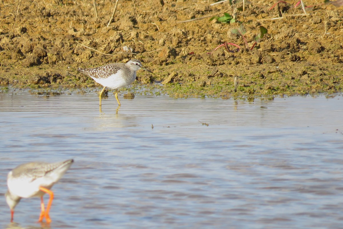 Wood Sandpiper - ML521278251