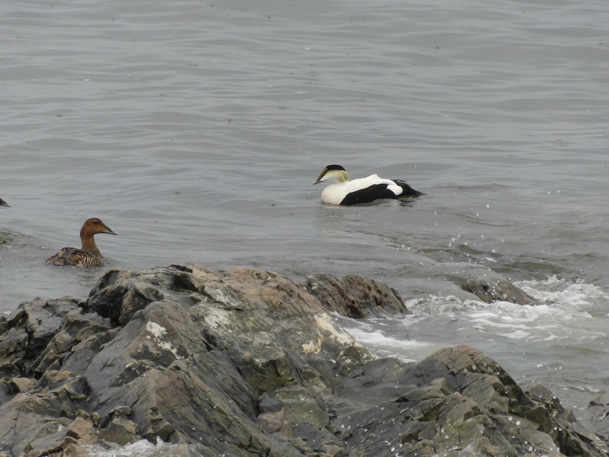 Common Eider - ML521278531