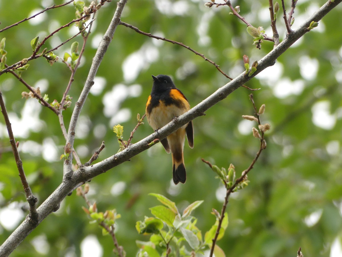 American Redstart - ML521278611